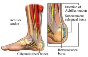 A diagram of the anatomy of an ankle.